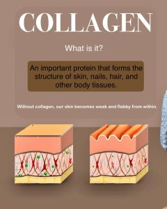 Skin collagen infographic showing collagen distribution across 6 skin layers and how collagen supports skin structure and firmness.