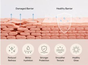 Skin barrier recovery illustration showing damaged skin layers transitioning into a healthy and protected skin barrier.