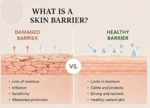 Skin barrier structure diagram showing damaged skin cells compared to a healthy protective skin barrier.