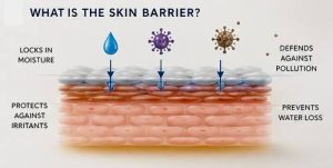 Healthy skin barrier illustration showing protection against moisture loss and environmental damage