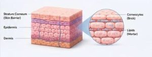 Anatomy of the skin barrier showing the stratum corneum, corneocytes, and lipid matrix in the brick-and-mortar model.
