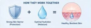 Scientific illustration showing how a healthy skin barrier and proper hydration work together to maintain resilient skin.