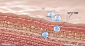 How ceramides work in the skin barrier to lock moisture and prevent water loss