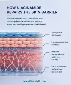 How Niacinamide for Skin Barrier Repair strengthens the skin barrier by increasing ceramide synthesis and reducing transepidermal water loss (TEWL)