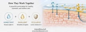 How humectants, emollients, and occlusives work together to hydrate the skin and strengthen the skin barrier