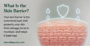 skin barrier layers showing how the outer skin protects against moisture loss and environmental damage